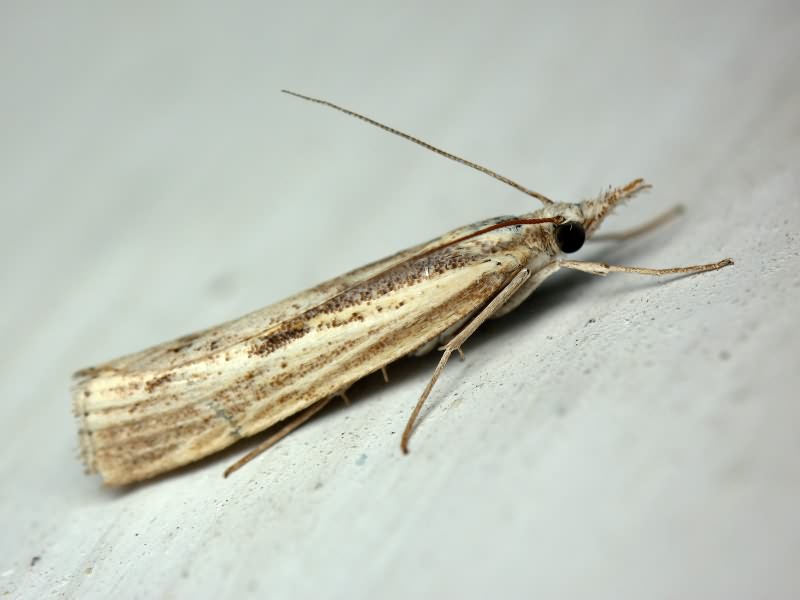 Crambidae